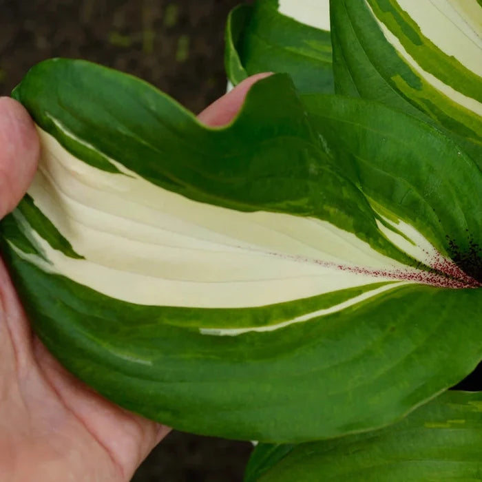 Raspberry Sundae Hosta
