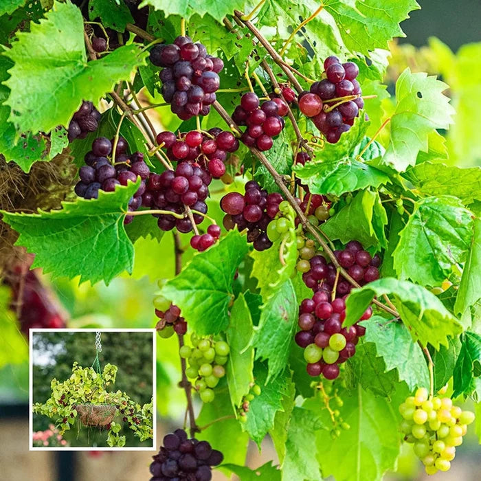 Razzmatazz Grape
