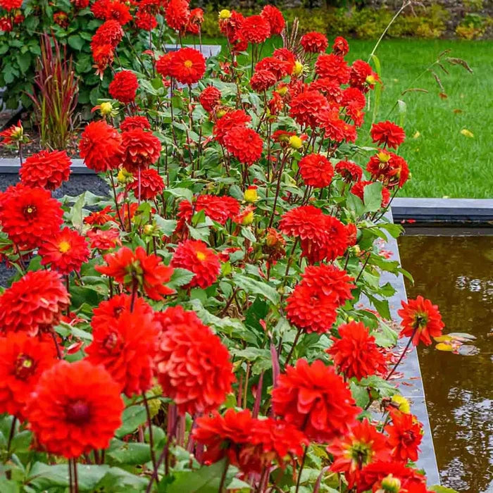 Red Carpet Border Dahlia™