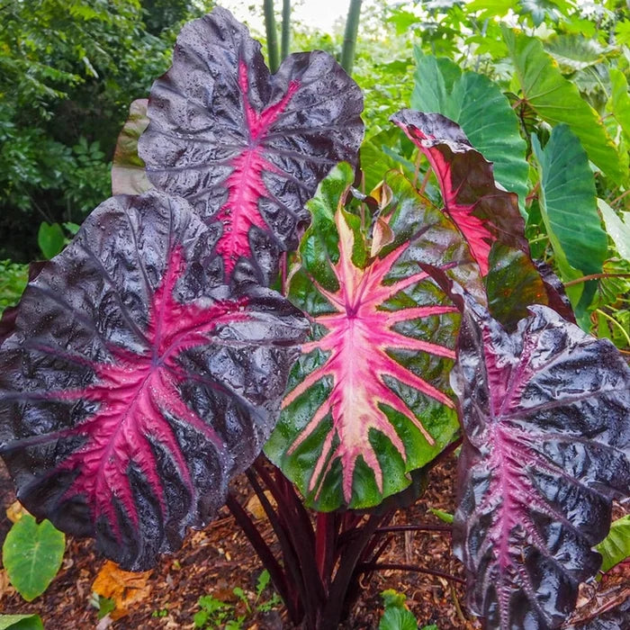 Redemption Elephant Ears