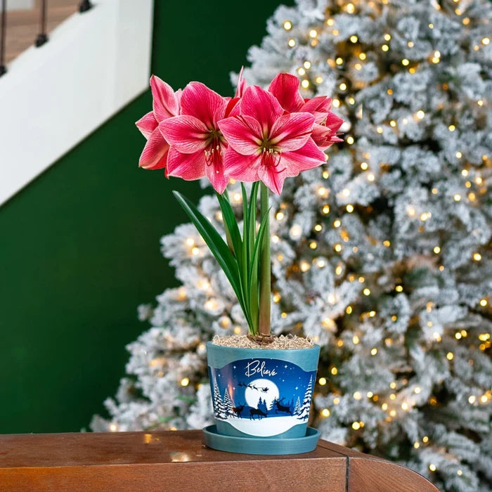 Revelation Amaryllis in Forever Pot