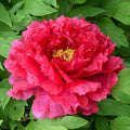 Road Racer Tree Peony
