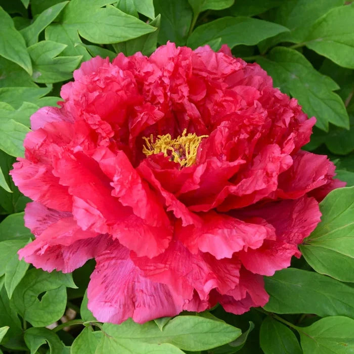 Road Racer Tree Peony