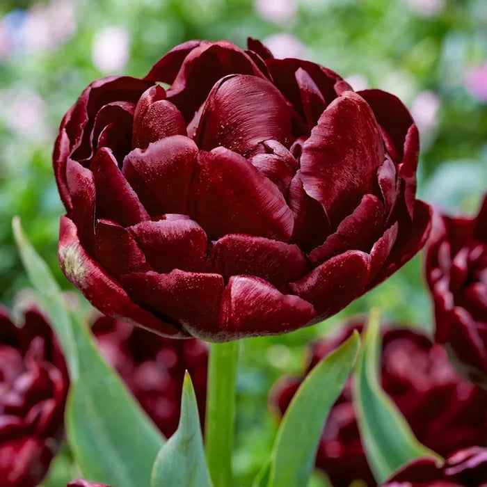 Roadstar Tulip