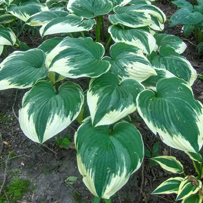 Robert Frost Hosta