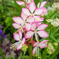 Rosy Jane Gaura