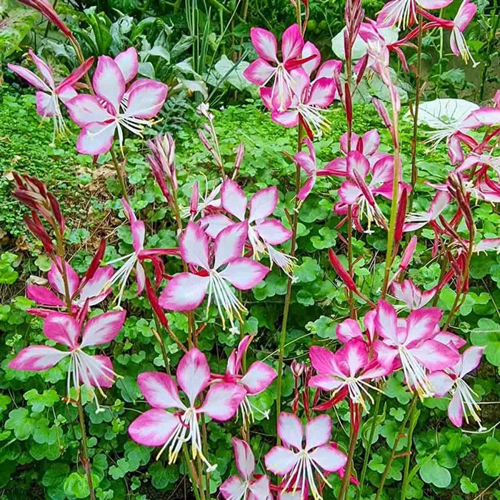 Rosy Jane Gaura