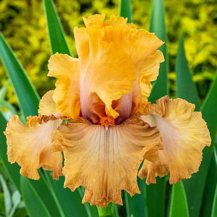 Rubenesque Bearded Iris