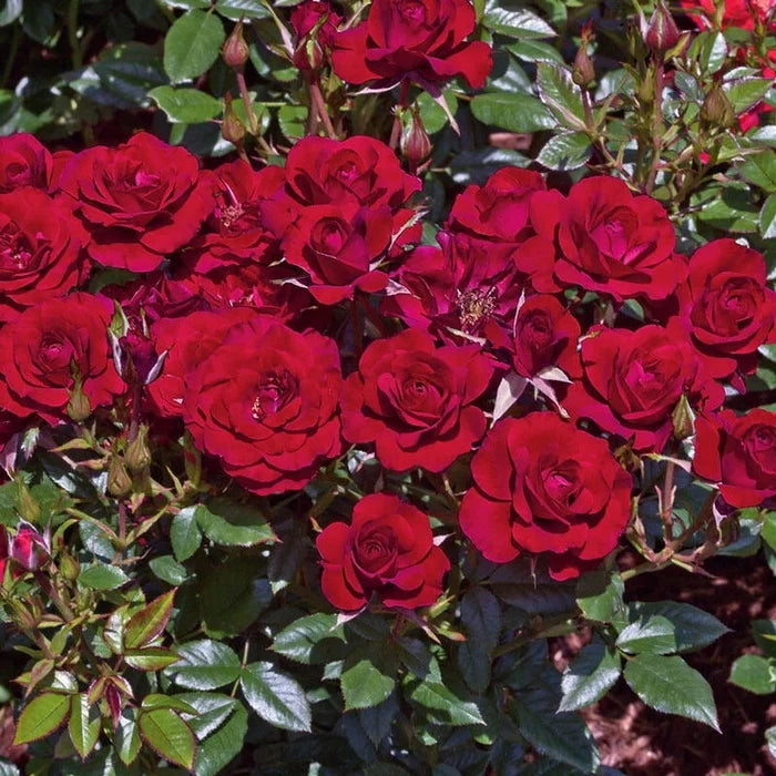 Miniature Rose Ruby Ruby