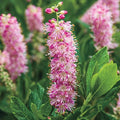 Ruby Spice Summersweet Shrub