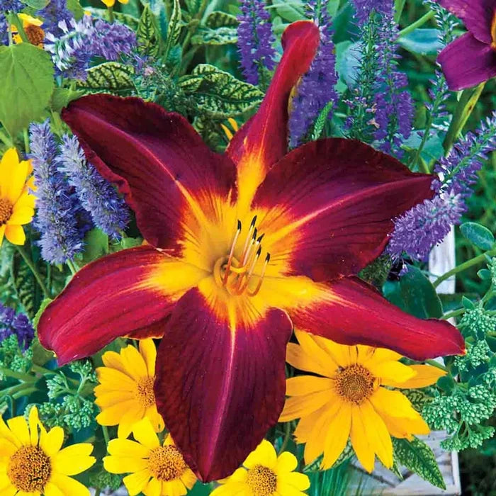 Ruby Spider Daylily