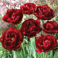 Ruby Velvet