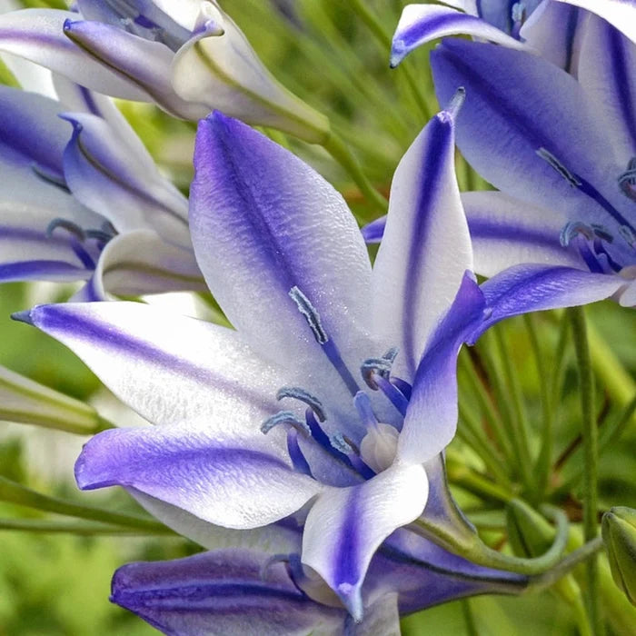 Rudy Triteleia