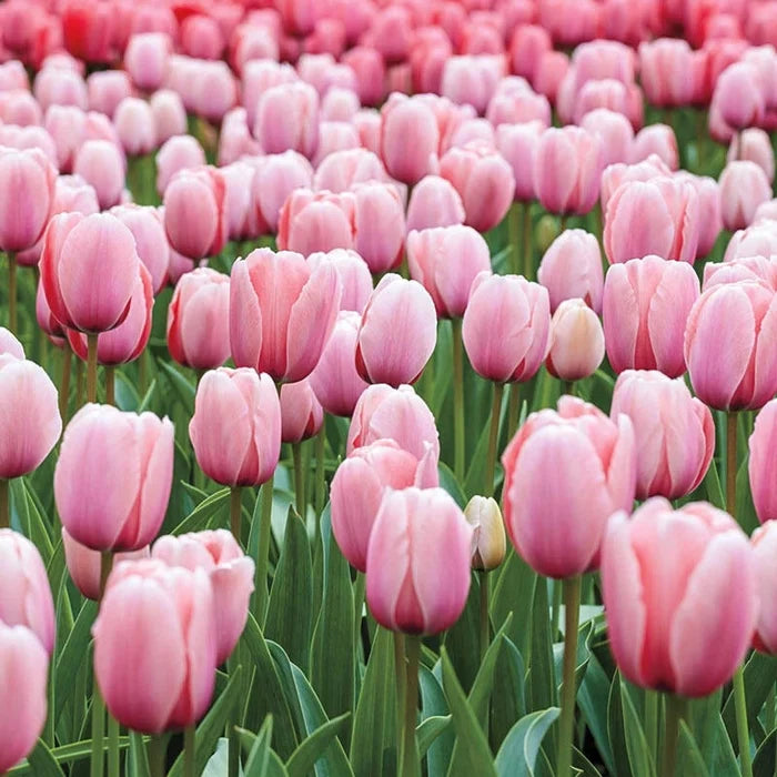 Salmon Impression Tulip