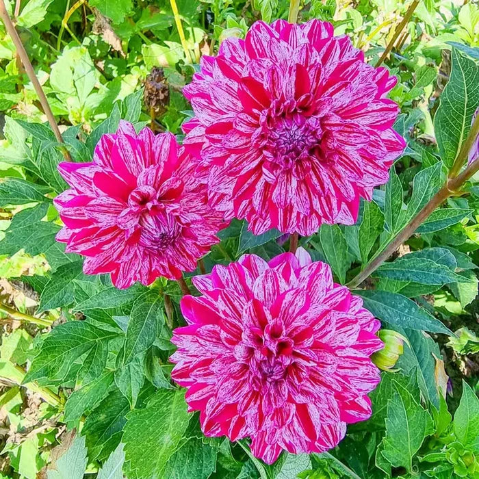 Santander Dahlia