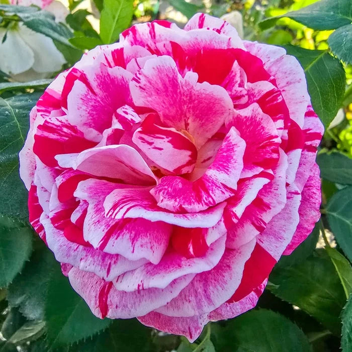 Scentimental™  Floribunda Rose
