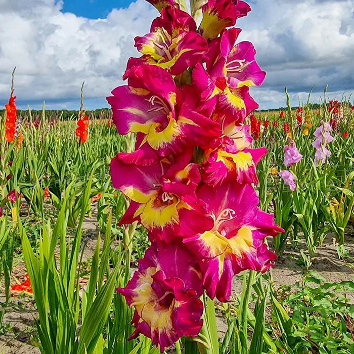 Seashore Gladiolus
