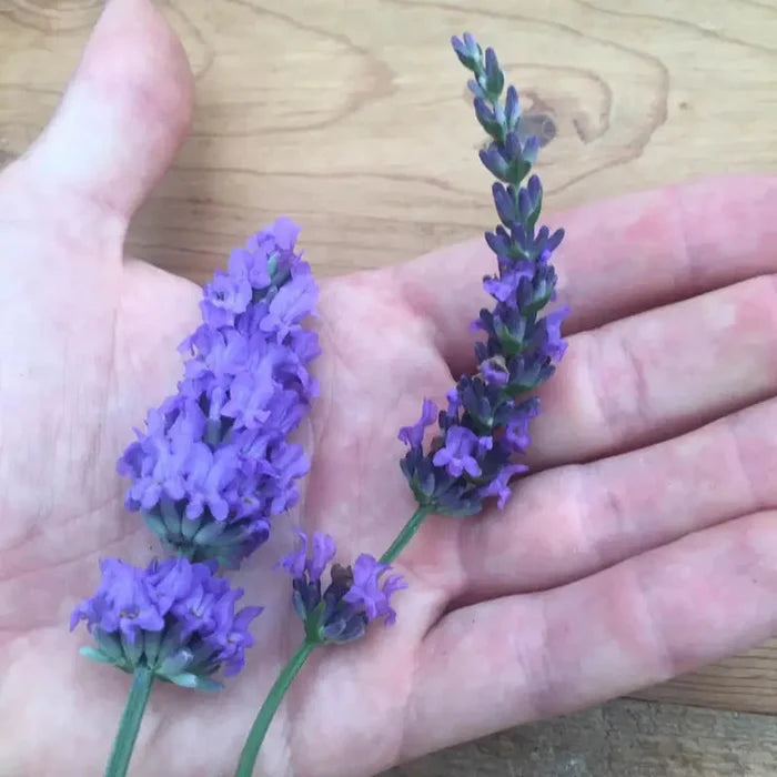Sensational!® Lavender