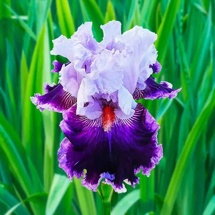 Showtime Bearded Iris Collection