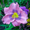 Siloam New Toy Daylily