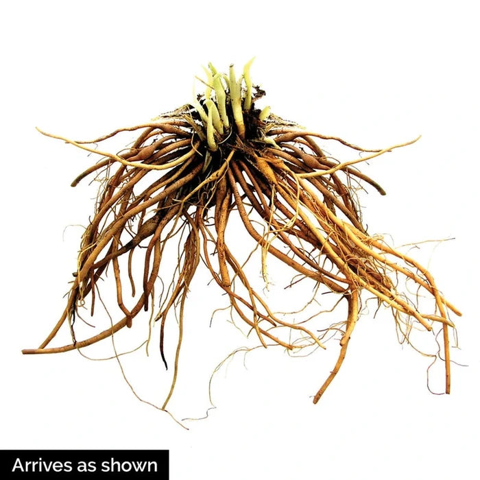 Siloam New Toy Daylily