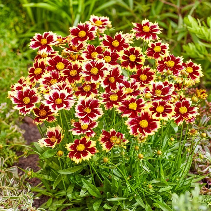 Solar Fancy Coreopsis