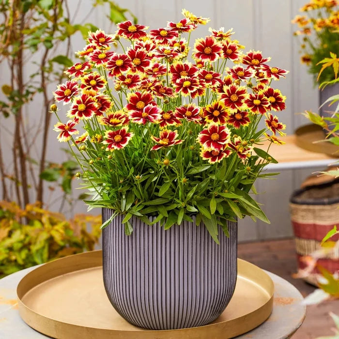 Solar Fancy Coreopsis