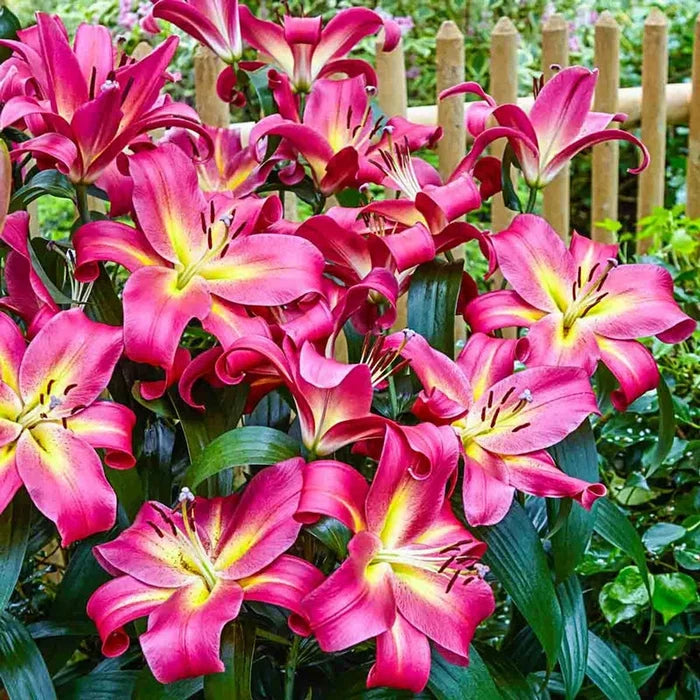 Spotlight Lily Tree® Collection