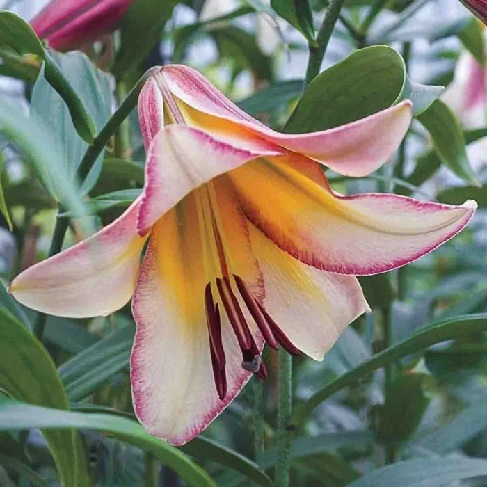 Spotlight Lily Tree® Collection