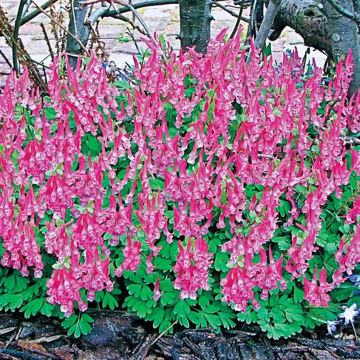 Spring Larkspur