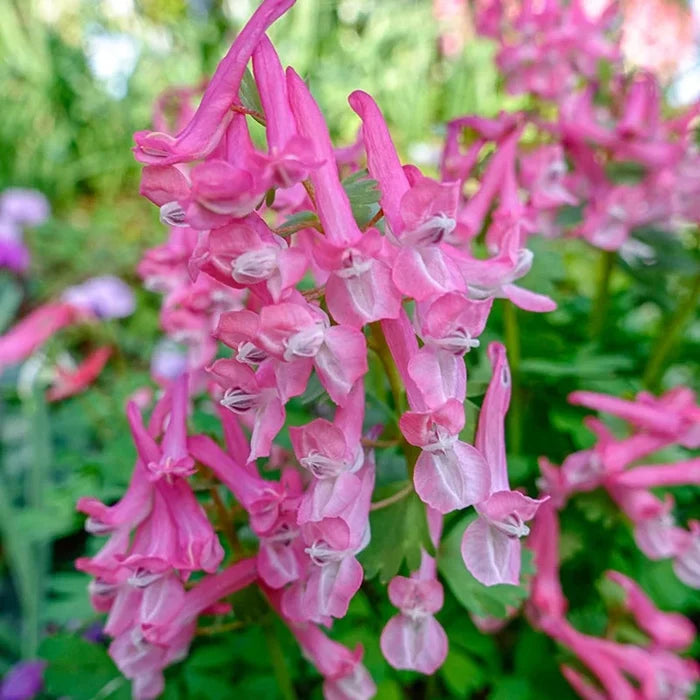 Spring Larkspur