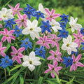 Spring Starflower Mixture
