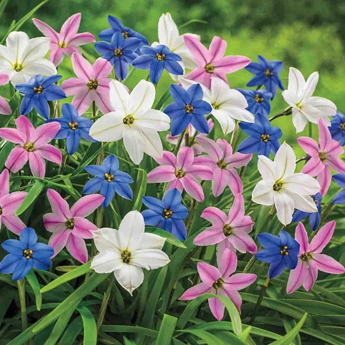 Spring Starflower Mixture