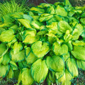 Stained Glass Hosta
