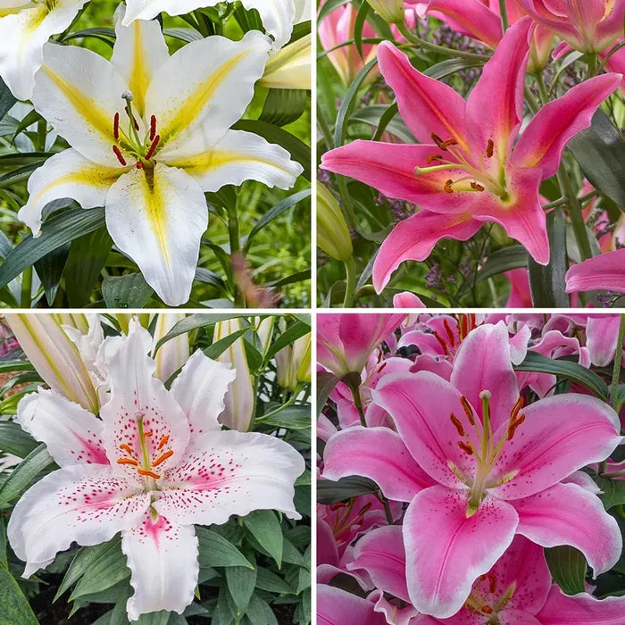 Starburst Oriental Lily Collection