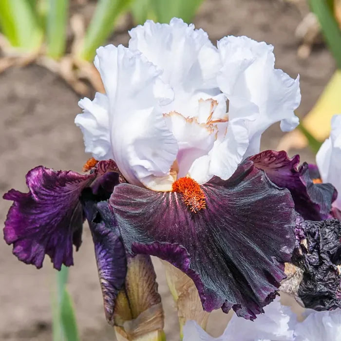 Starring Bearded Iris