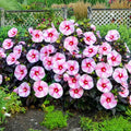Starry Starry Night Hibiscus