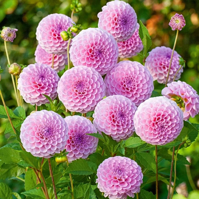 Stolze von Berlin Dahlia
