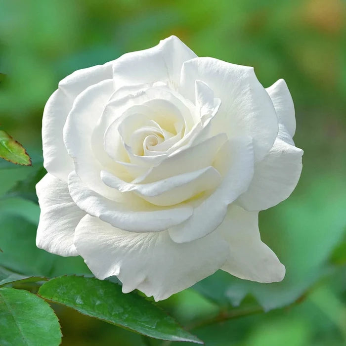 Sugar Moon Hybrid Tea Rose