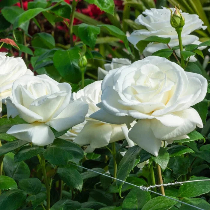 Sugar Moon Hybrid Tea Rose