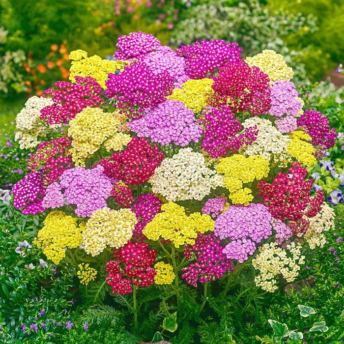 Summer Pastels Yarrow Mixture