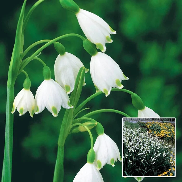 Summer Snowflake