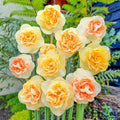 Sunlit Symphony Daffodil