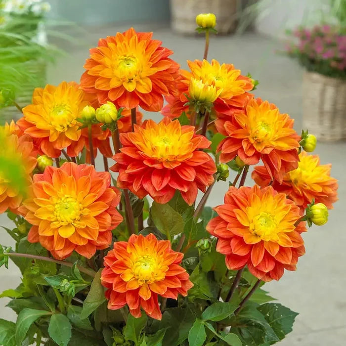 Sunset Tropicana Dahlia