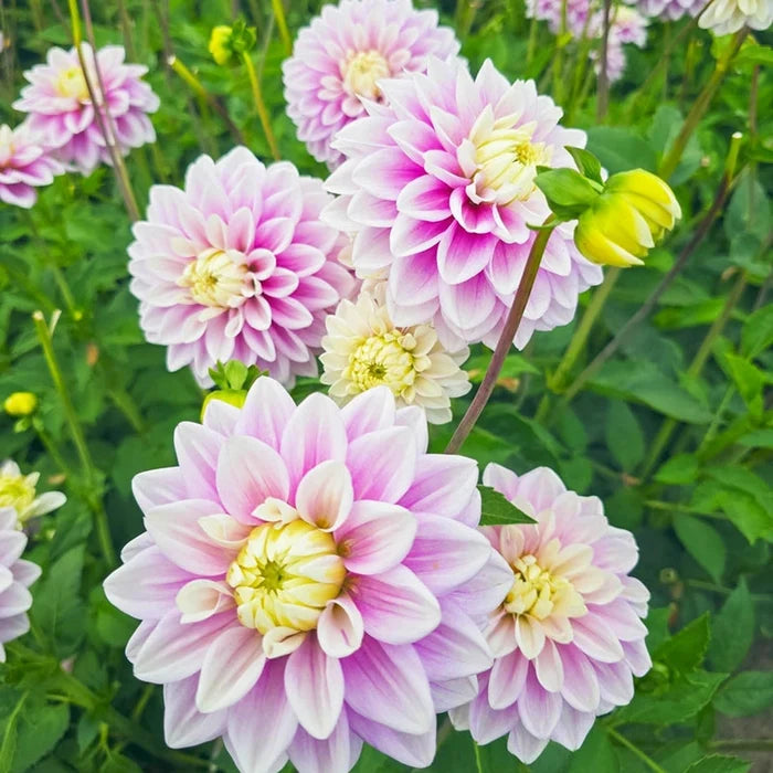 Sweet Lucille Dahlia