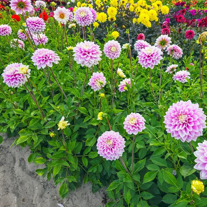 Sweet Lucille Dahlia