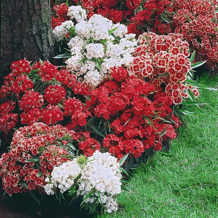 Sweet William Mixture
