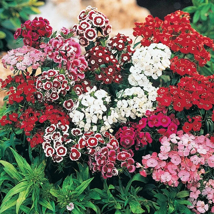 Sweet William Mixture