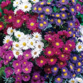 Tall Aster Mixture