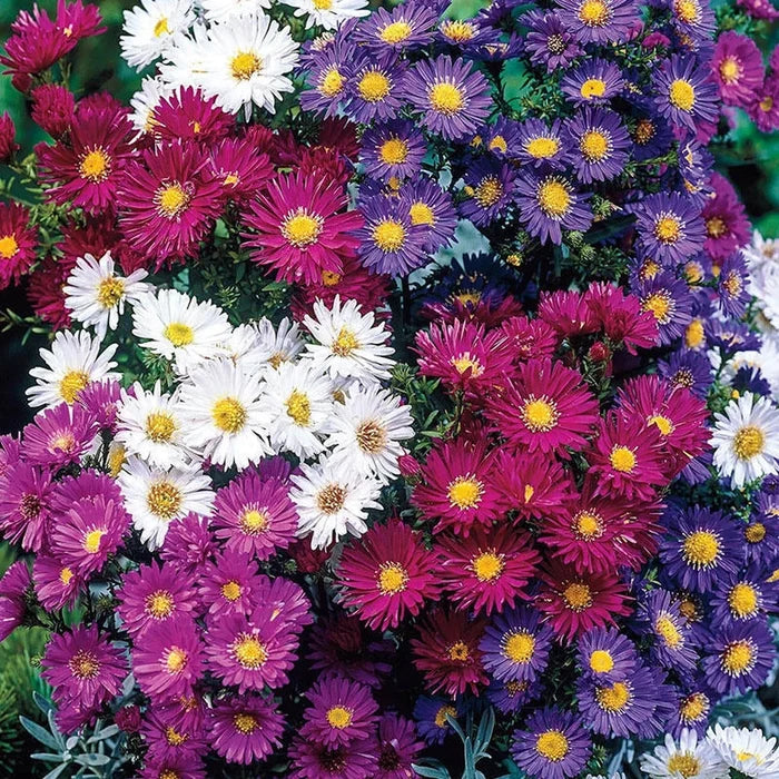 Tall Aster Mixture